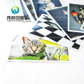 High Quality Postcard Printing From a Pet Cat